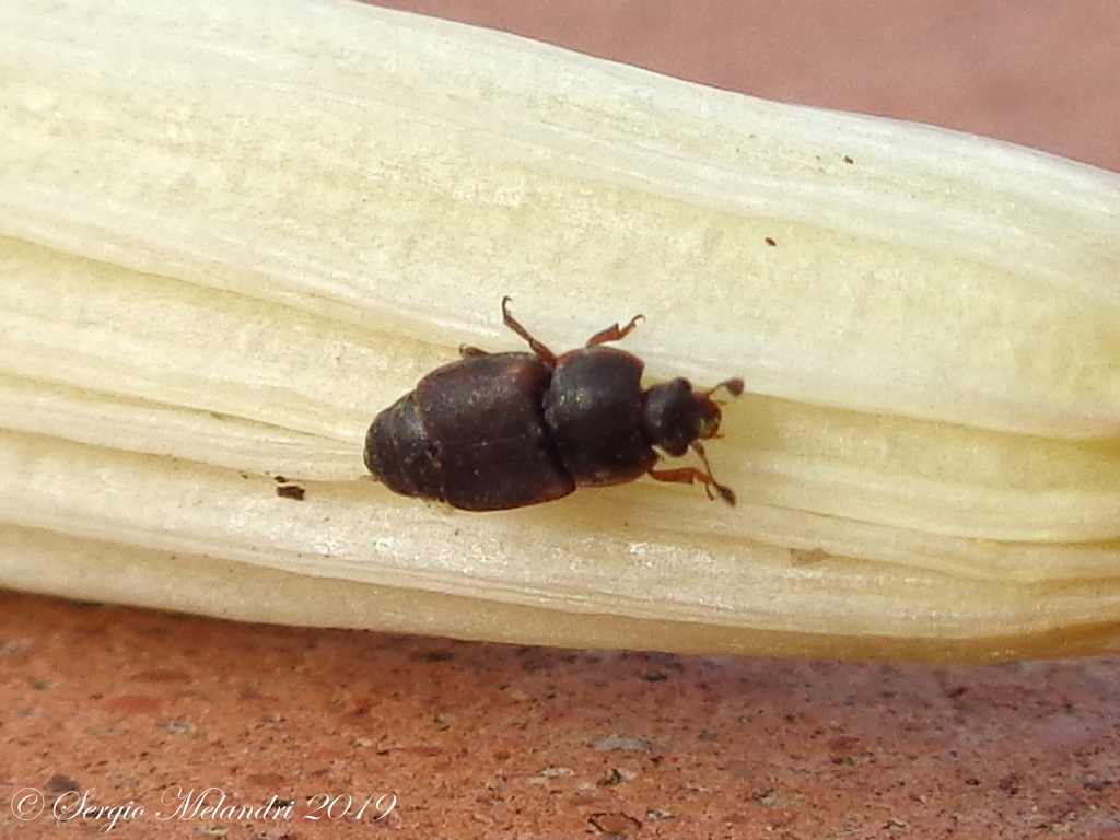 Nitidulidae: Carpophilus lugubris